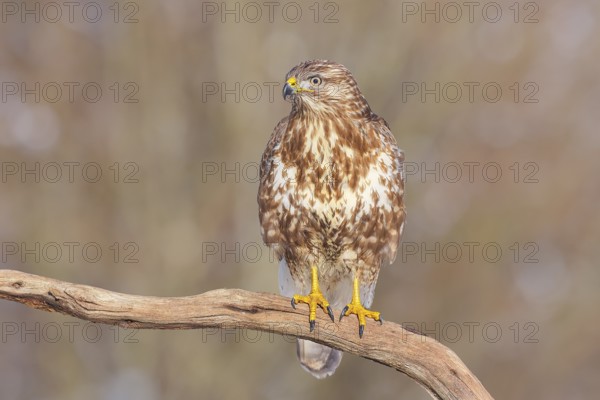Buzzard (Buteo buteo) sitting attentively on a branch, wildlife, animals, birds, bird of prey,