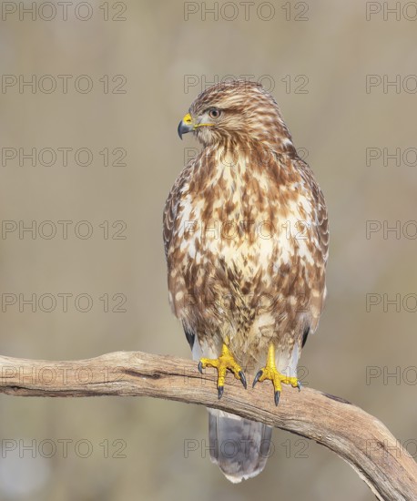 Buzzard (Buteo buteo) sitting attentively on a branch, wildlife, animals, birds, bird of prey,