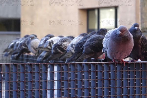 Pigeons in a city, winter, Germany