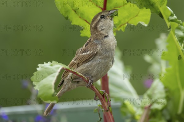 House sparrow (Passer domesticus) adult garden bird eating Swiss chard plant leaves in a vegetable