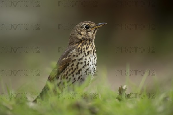 Song thrush (Turdus philomelos) adult garden bird on a grass lawn in spring, England, United