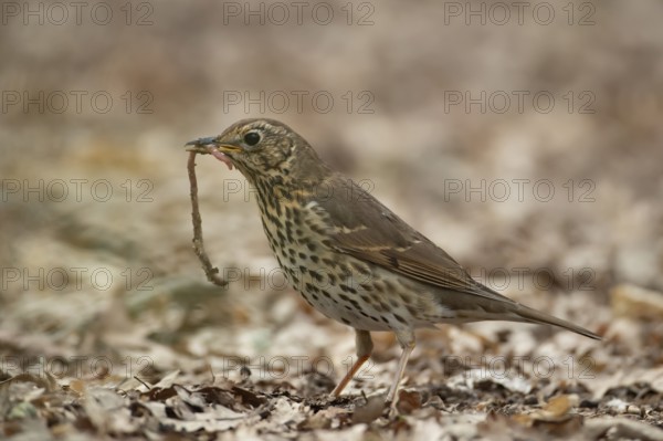 Song thrush (Turdus philomelos) adult garden bird with a worm for food in its beak in spring,