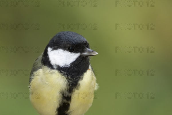 Great tit (Parus major) adult garden bird head portrait, England, United Kingdom