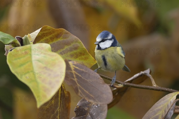 Blue tit (Cyanistes caeruleus) adult garden bird in a Magnolia tree with autumn colour leaves,