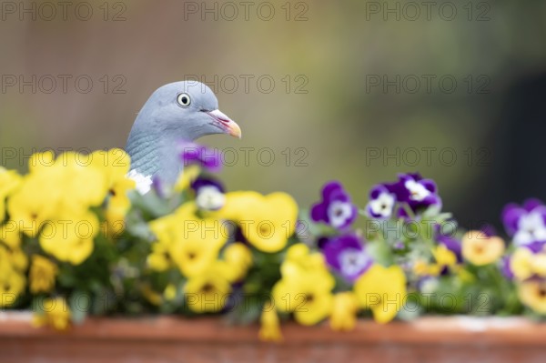 Wood pigeon (Columba palumbus) adult garden bird on a plant pot with Pansy or Viola flowers in
