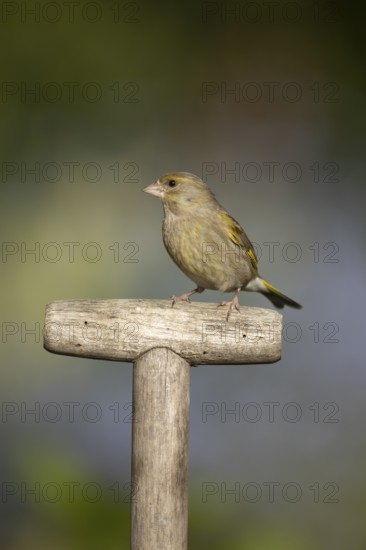 Eurasian greenfinch (Chloris chloris) adult garden bird on a fork handle in summer, England, United