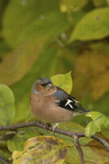 Eurasian chaffinch (Fringilla coelebs) adult male garden bird in a Magnolia tree with autumn colour