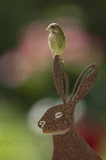 Eurasian greenfinch (Chloris chloris) adult garden bird on a metal hare sculpture in summer,