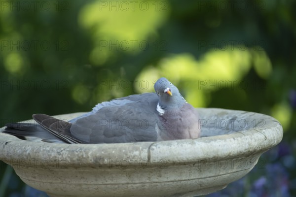 Wood pigeon (Columba palumbus) adult garden bird bathing in a bird bath in summer, England, United