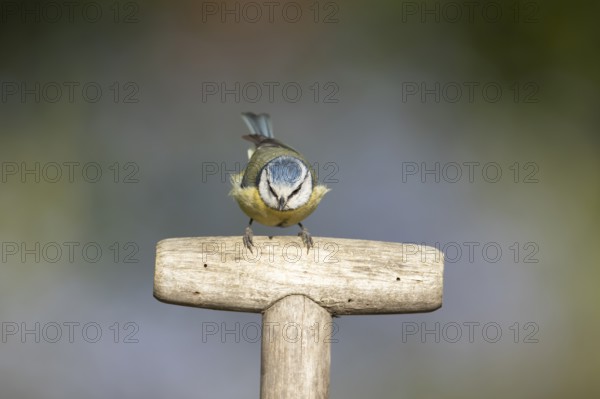 Blue tit (Cyanistes caeruleus) adult garden bird on a fork handle in spring, England, United