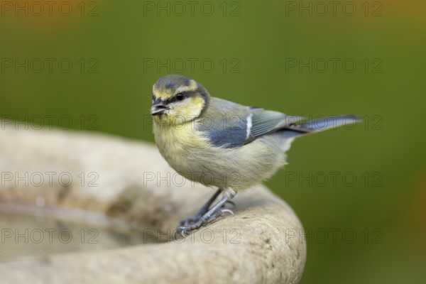 Blue tit (Cyanistes caeruleus) adult garden bird on a bird bath in summer, England, United Kingdom