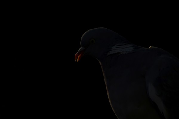 Wood pigeon (Columba palumbus) adult garden bird head portrait rim lit in summer, England, United