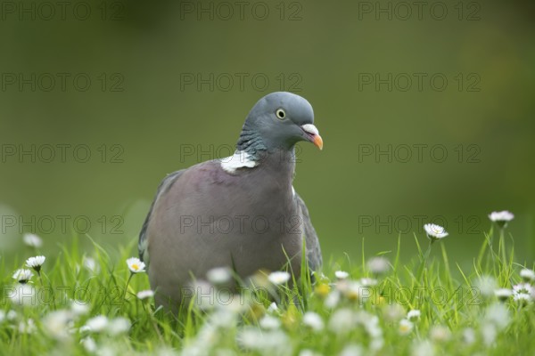 Wood pigeon (Columba palumbus) adult garden bird on a grass lawn with daisy flowers in summer,