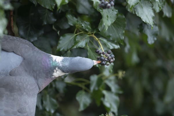 Wood pigeon (Columba palumbus) adult garden bird eating Ivy tree berries in winter, England, United