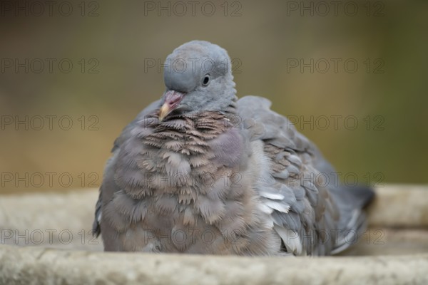 Wood pigeon (Columba palumbus) juvenile squab garden bird bathing in a bird bath in summer,