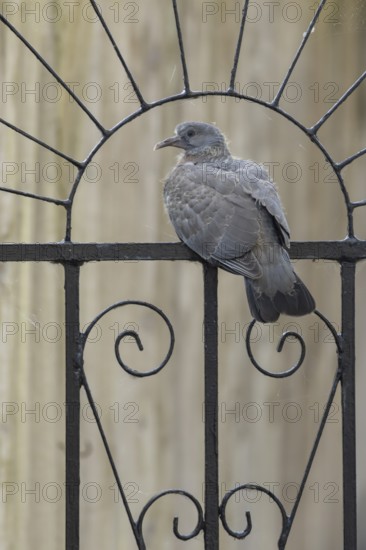 Wood pigeon (Columba palumbus) adult garden bird on a metal gate in summer, England, United Kingdom