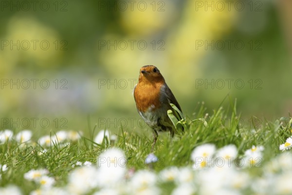 European robin (Erithacus rubecula) adult garden bird on a grass lawn with daisy flowers in spring,