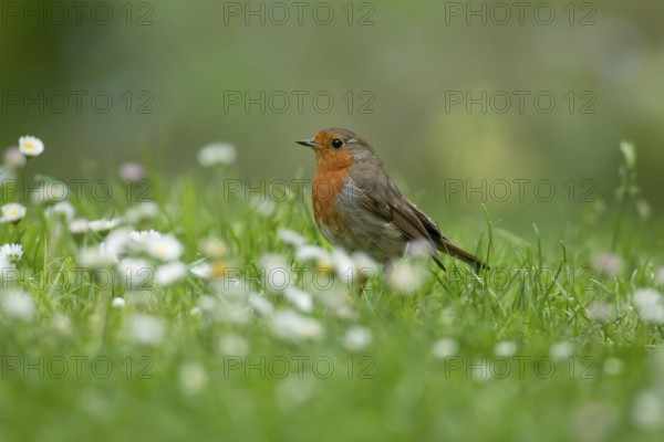 European robin (Erithacus rubecula) adult garden bird on a grass lawn with daisy flowers in summer,
