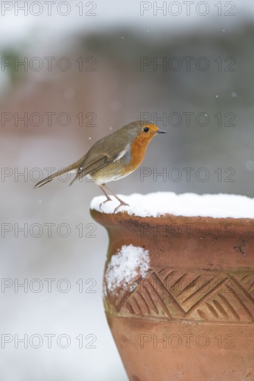 European robin (Erithacus rubecula) adult garden bird on snow covered flower pot in winter,