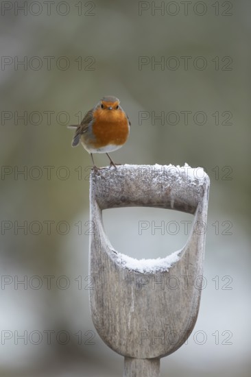 European robin (Erithacus rubecula) adult garden bird on snow covered fork handle in winter,