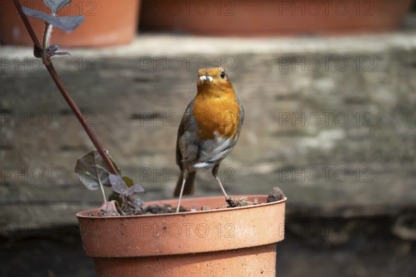 European robin (Erithacus rubecula) adult garden bird with bugs for food in its beak on flower pot