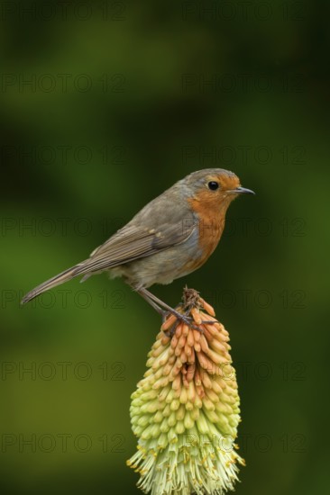 European robin (Erithacus rubecula) adult garden bird on a Red hot poker flower in summer, England,