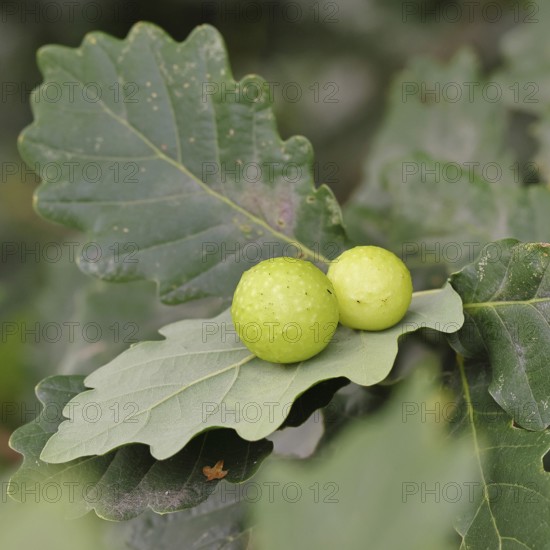 Common oak gall wasp (Cynips quercusfolii) on a leaf of an English oak, Wilnsdorf, North