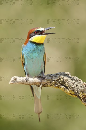 European bee-eater (Merops apiaster) sitting on a branch covered with green lichen, Lake Neusiedl,