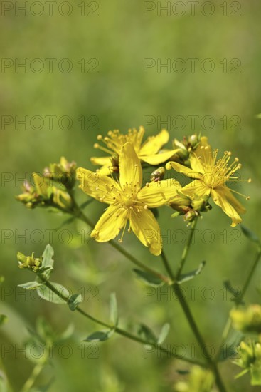 Common St John's wort (Hypericum perforatum), spotted St John's wort or common St John's wort