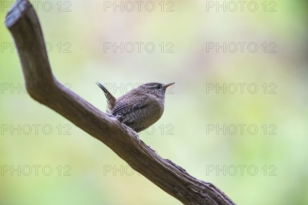 Wren (troglodytes troglodytes) Germany