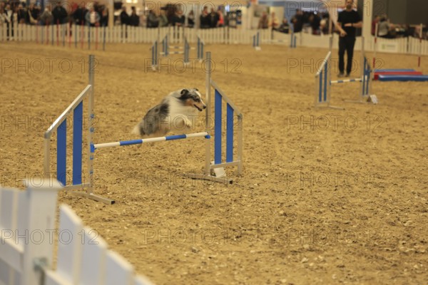 Agility, Australia Sheppard jumps over hurdle