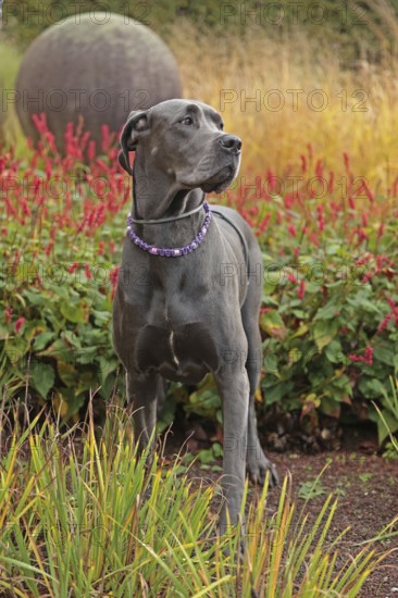 Great Dane