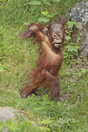 Orangutan (Pongo), young animal, captive