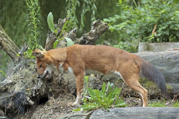 Red dog (Cuon alpinus), captive