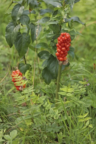 Arum (Arum)