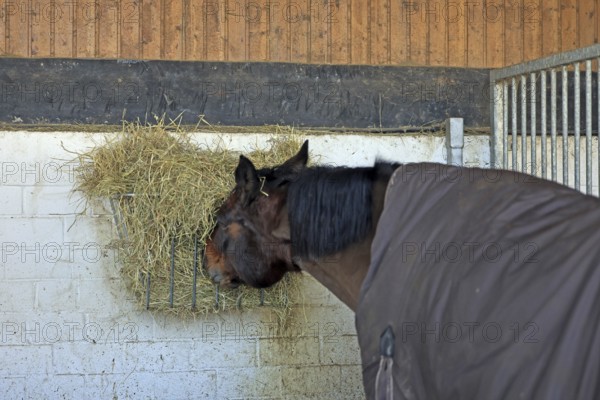 Horse eats hay from hay rack, Westphalian