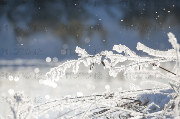Frost-covered branches sparkle in sunlight, calm background, detailed view of blades of grass