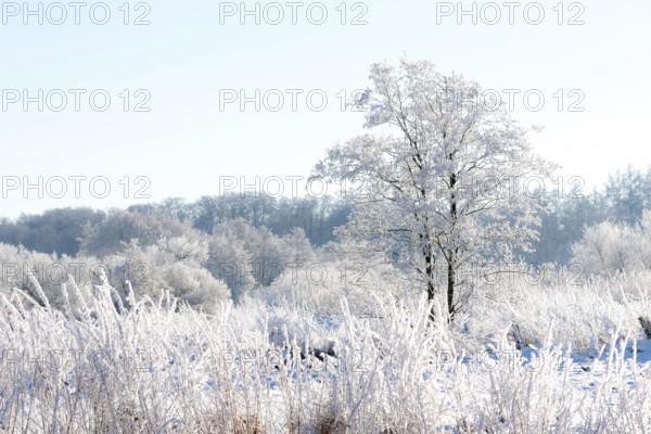 Snowy winter landscape with frost-covered trees, black alder (Alnus glutinosa), also known as black
