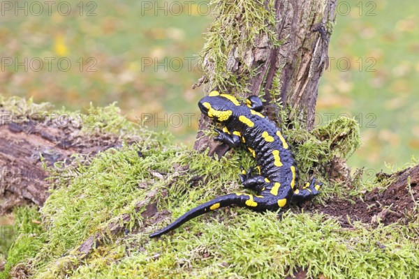 Fire salamander (Salamandra salamandra), climbing on a tree root, wildlife, close-up, Wilnsdorf,