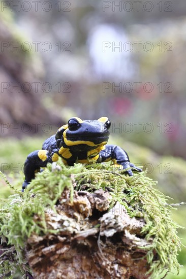Fire salamander (Salamandra salamandra), running over moss, wildlife, looking into the camera,