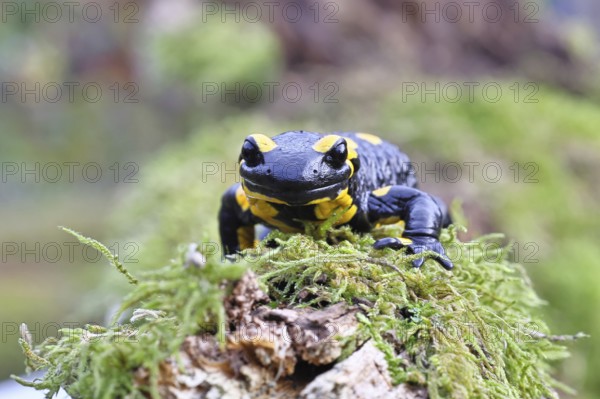 Fire salamander (Salamandra salamandra), running over moss, wildlife, looking into the camera,