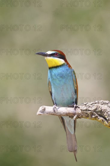 European bee-eater (Merops apiaster) sitting on a branch covered with green lichen, Lake Neusiedl,