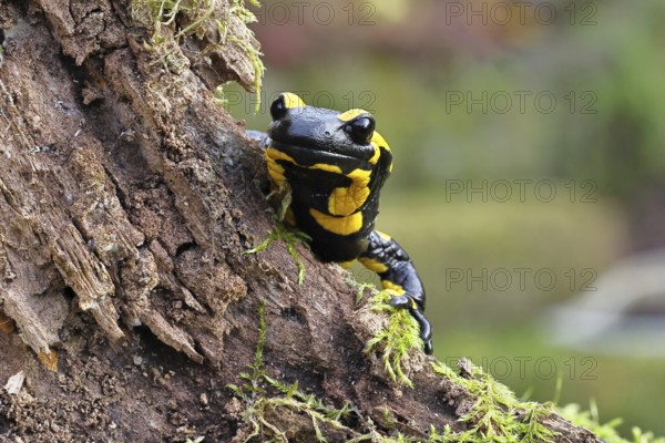 Fire salamander (Salamandra salamandra), looking out from behind a tree root, wildlife, looking