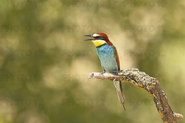 European bee-eater (Merops apiaster) sitting on a branch covered with green lichen, Lake Neusiedl,