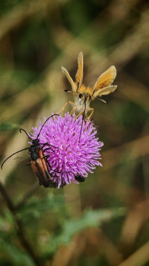 Brown-headed brown butterfly (thymelicus sylvestris) and two longhorned beetles (purpuricenus)