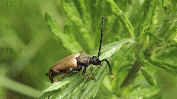 Close-up of a red longhorned beetle (Stictoleptura rubra) on a green leaf in sunlight, Franconian