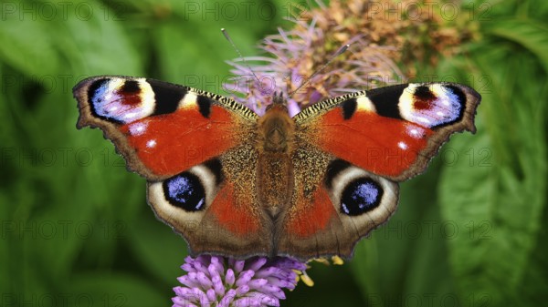 A peacock eye (aglais io) with red wings on a purple flower against a green background, frankenwald
