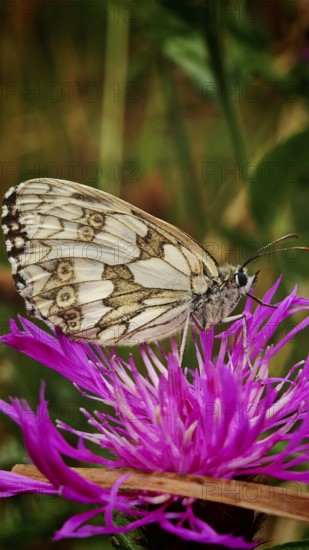 A checkerboard butterfly (melanargia galathea) on a bright purple flower, close-up in detail,