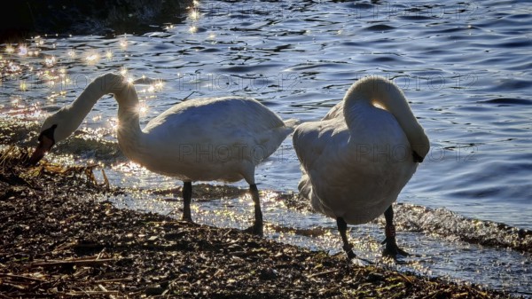 Two swans (cygnus) on the water's edge in the evening sun with glittering water in the background,