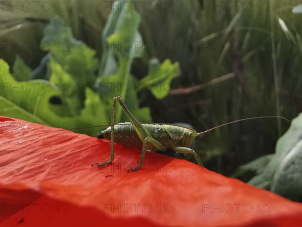 Great green bush cricket (tettigonia viridissima) sitting on a red poppy leaf (papaver) in a sunny